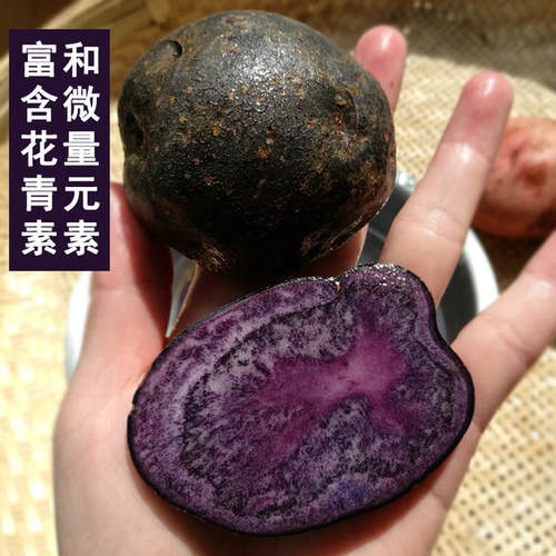福奶奶紫土豆农家新鲜现挖现发