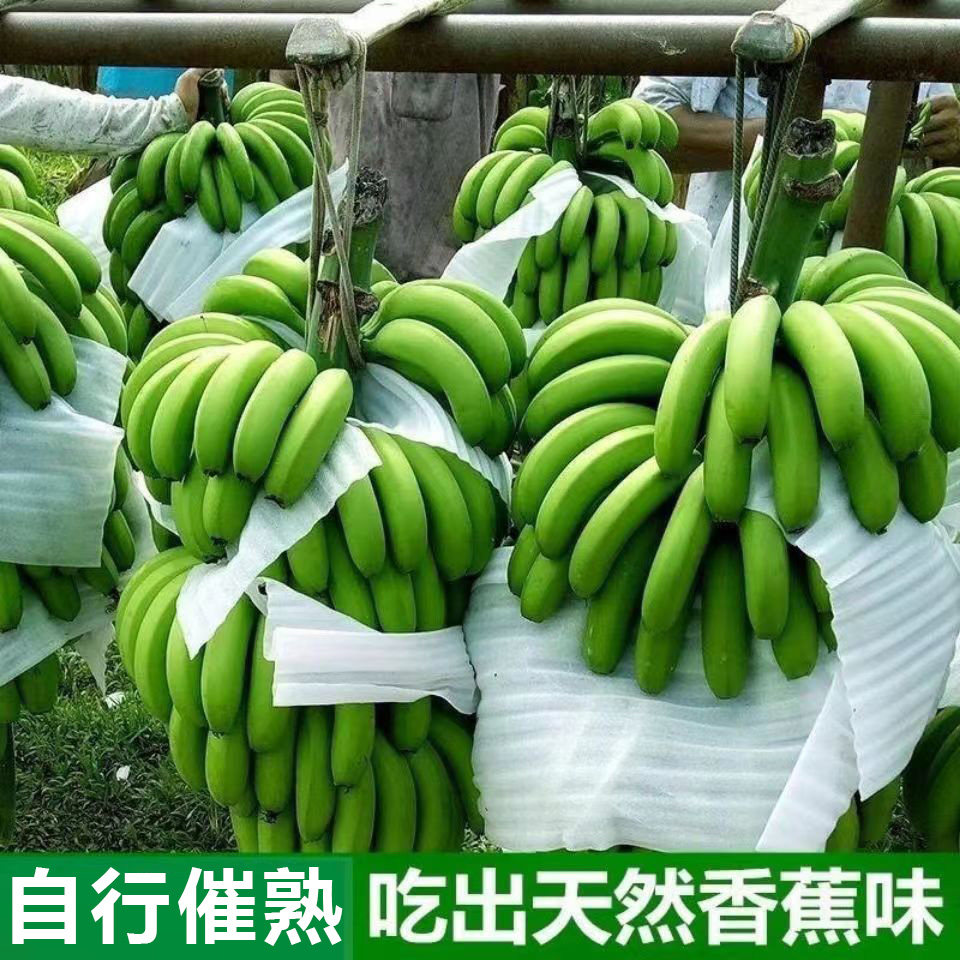 绿皮香蕉广东高州遁地雷香蕉农家本地新鲜水果青皮高山甜蕉自然熟