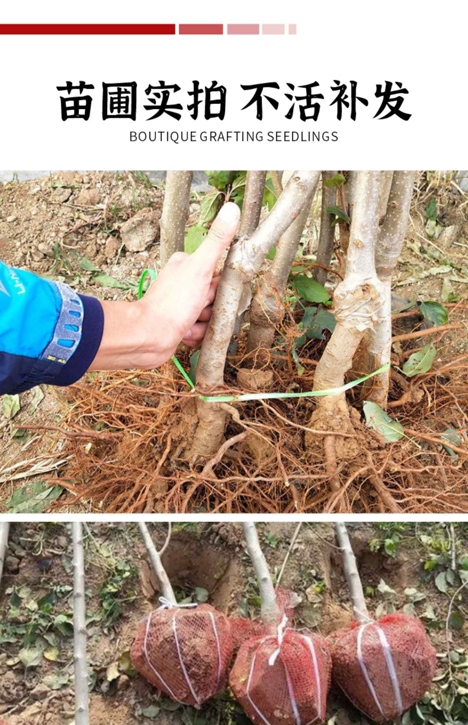 红元帅苹果树果苗南北方庭院地栽特大果树苗盆栽嫁接矮化当年结果