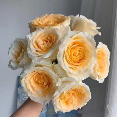 奶油杯 buttercup 荷兰灌木月季  花苗  枝条直立 花朵大中苗栽好