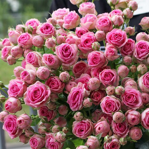 粉色多头超感月季花苗开花多头粉色玫瑰阳台绿植多季盆栽花卉中苗