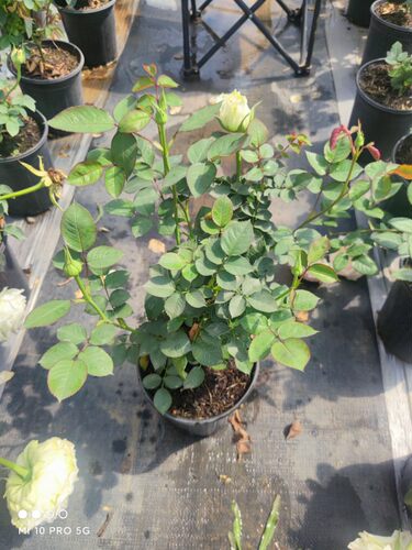 玫瑰花苗【坦尼克】白色切花灌木月季苗 阳台庭院盆栽   中苗
