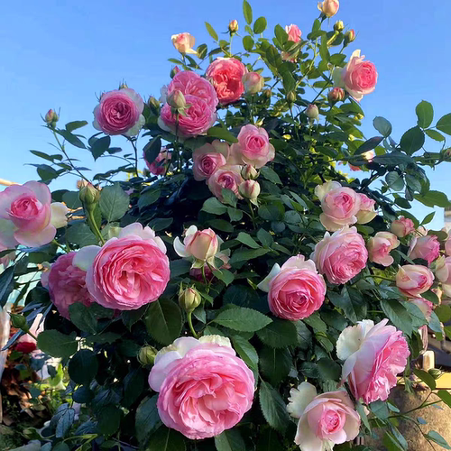 粉色龙沙宝石  爬藤蔷薇特大花庭院花园植物扦插苗包对版  中苗