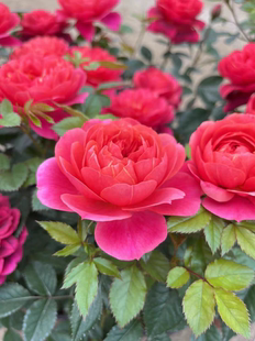 绝色果汁  好养 多头丰花    可盆栽可地栽多季节重复开花  中苗