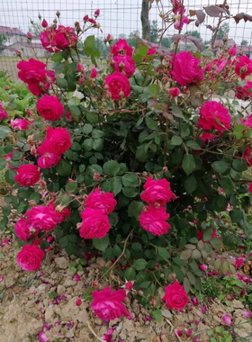 软香红    中国古老月季爬藤可灌养多季开勤花丰花好养一加仑中苗