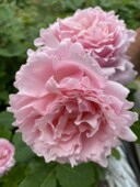 粉色波浪边浓香盆栽地栽中苗原盆发 戴尔巴德月季 索菲罗莎 新品