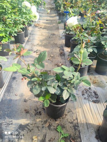 艾莎  朱米莉亚  进口新品切花 大花月季  盆栽地栽绿色植物 中苗