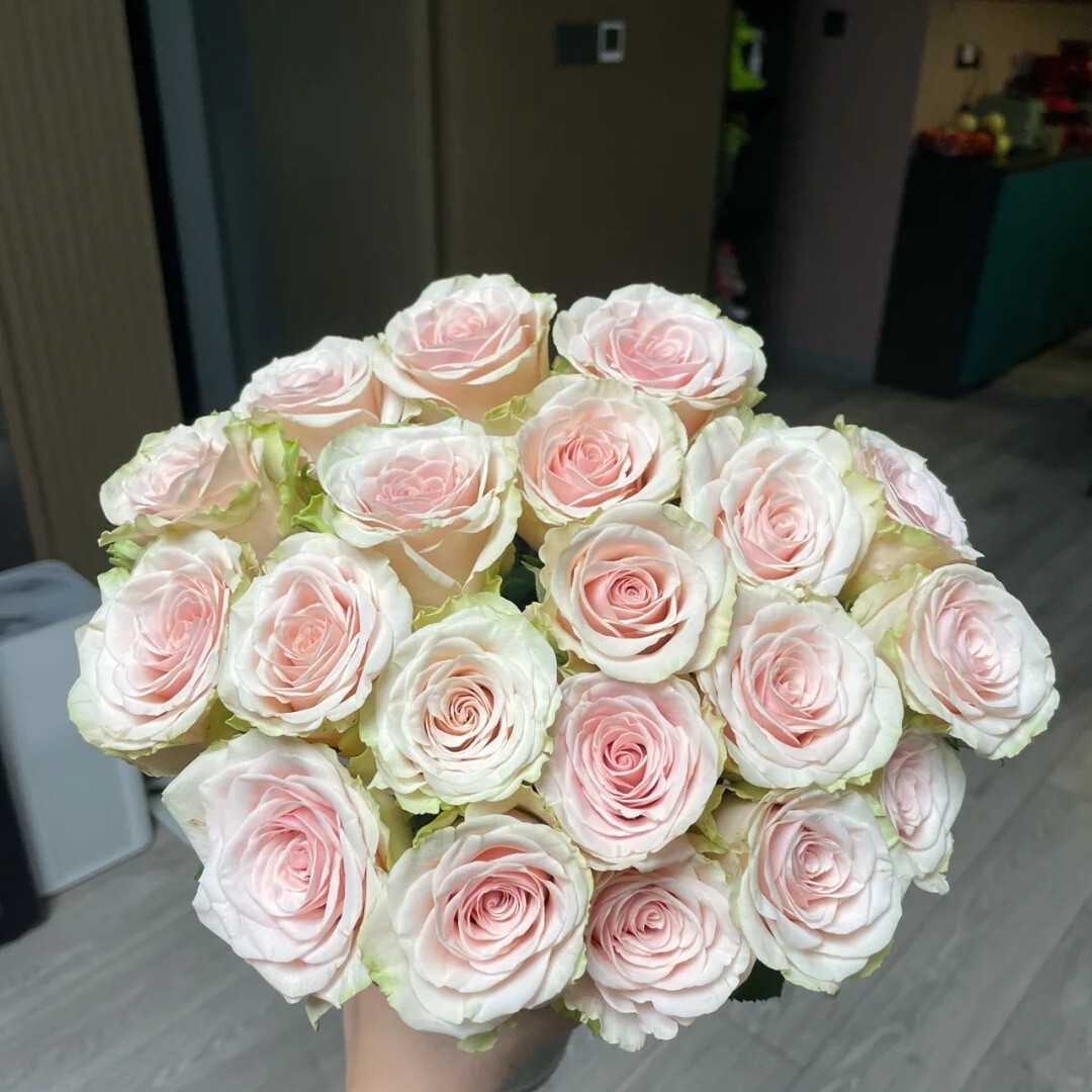 新品玫瑰苗庞贝淡绿色外瓣花瓣厚实 绿色+肉粉色渐变阳台庭院绿植