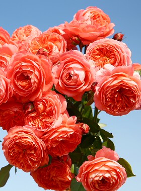 夏日花火 丰花耐热月季花苗绿植花卉玫瑰阳台庭院盆栽地栽原盆发