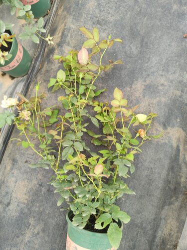 草莓杏仁饼 日本月季花苗 庭院植物花卉玫瑰    多季开放中苗好养