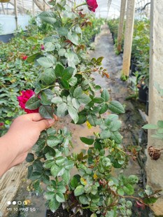 玫瑰国度的天使月季 庭院拱门花墙植物 抗病勤花耐寒 中苗