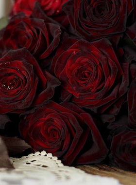 黑巴克    阳台庭院黑红色庭院阳台盆栽杯型切花包对版一加仑中苗