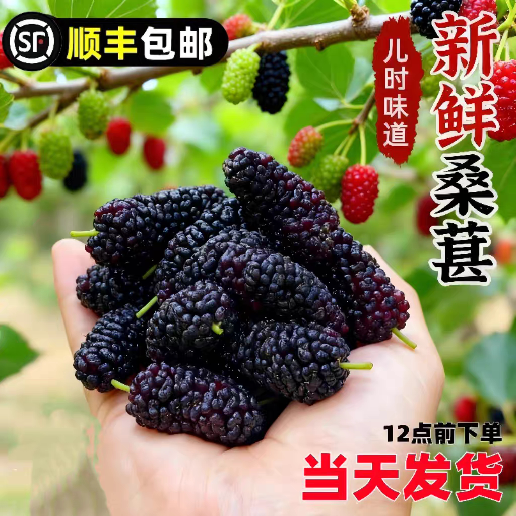 现摘现发新鲜桑葚鲜果桑椹 净果顺丰包邮孕妇水果桑枣黑桑葚果