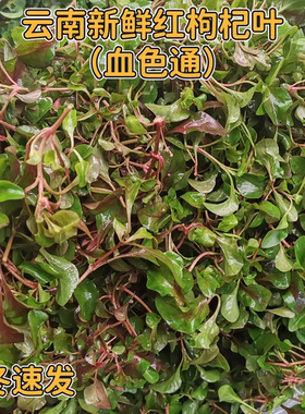 云南新鲜清香红叶枸杞菜血色通红心甜菜地仙苗天精草美味火锅菜