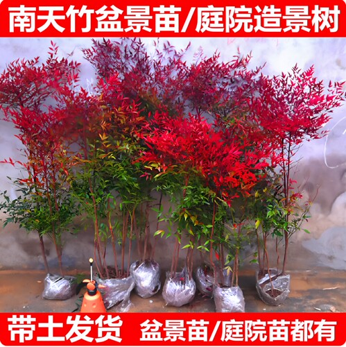 火焰南天竹树苗大植物室外庭院真树老桩竹子苗小盆景盆栽花卉绿植