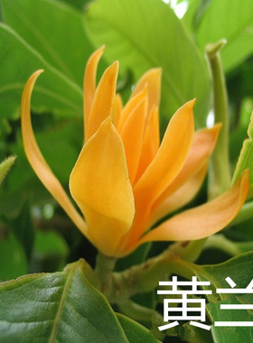 嫁接白兰花苗盆栽黄兰花树苗黄桷兰浓香阳台庭院四季绿植当年开花