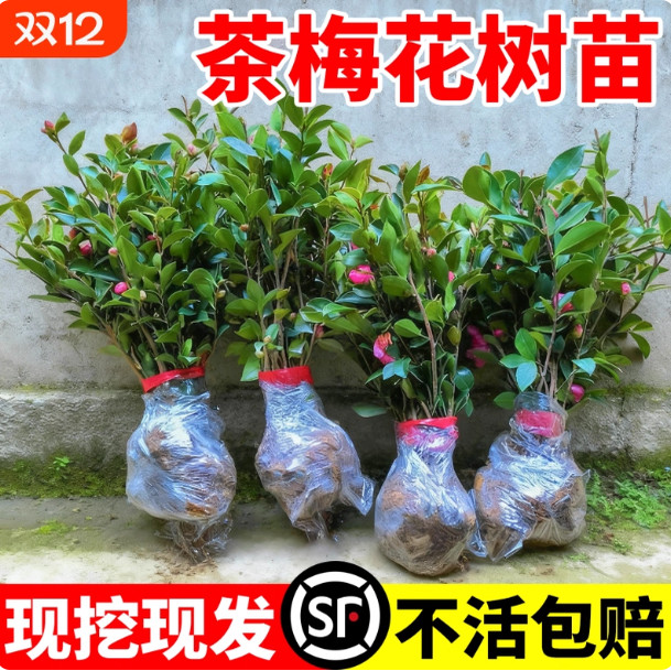 茶梅花树苗冬季开花耐寒耐阴茶花庭院别墅园林工程绿化小苗木室外