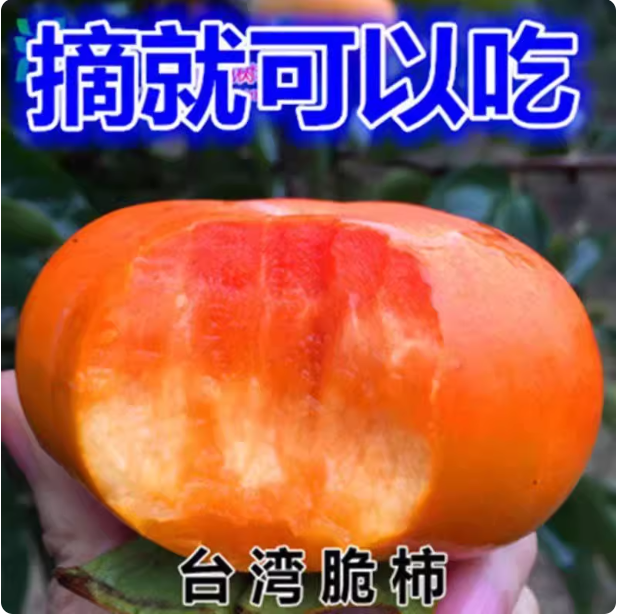 嫁接台湾脆柿子树苗摘下即食日本甜柿子苗无核南北方种植当年结果