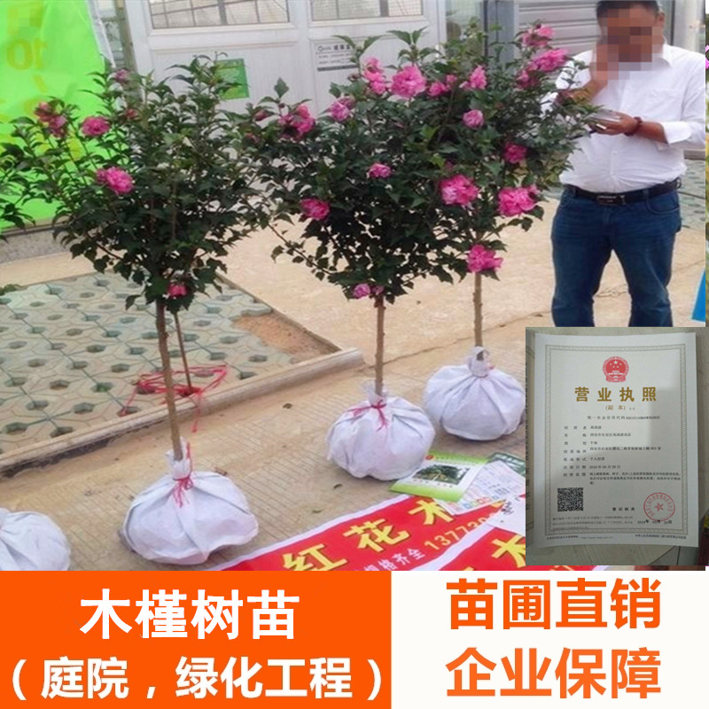 木槿南方种植四季常青树苗地栽图片
