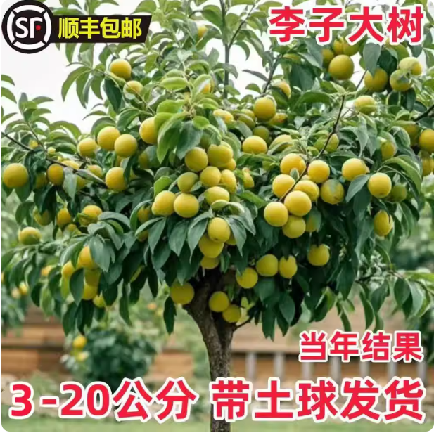 特大蜂糖李子树苗三华脱骨清脆李果苗盆栽地栽南北方种植西梅树苗