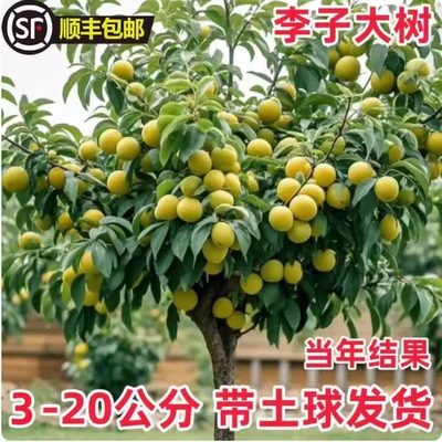 特大蜂糖李子树苗三华脱骨清脆李果苗盆栽地栽南北方种植西梅树苗