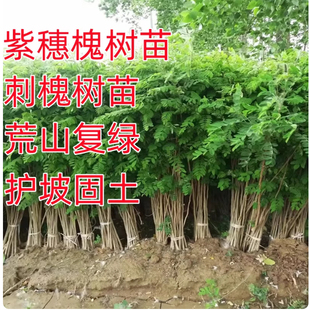 槐树苗国槐庭院大树刺槐国槐花树苗植物耐寒可食用洋槐蜂蜜洋槐花
