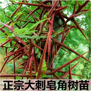 大刺皂角树苗皂角树绿化皂荚树苗盆栽地栽皂角树苗庭院皂角苗包邮