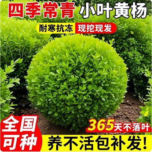 小叶黄杨球瓜子黄杨四季常青别墅地栽庭院花坛耐寒绿化植物篱笆墙