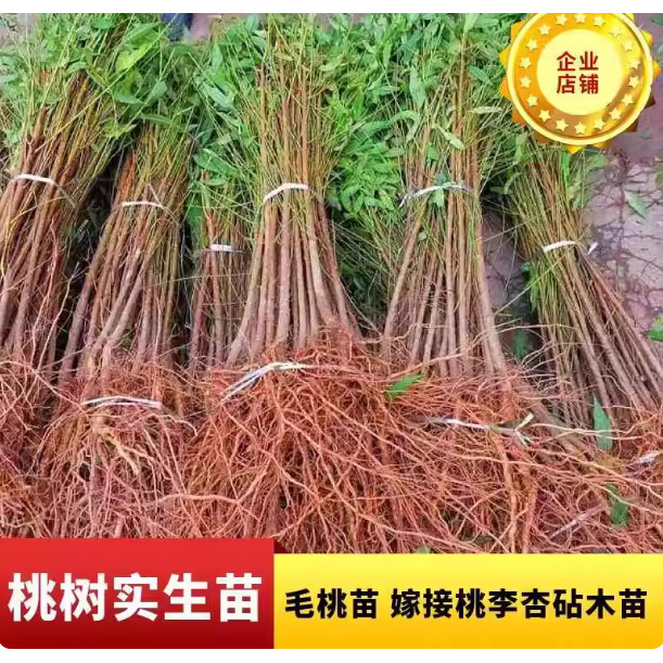 占地砧木用苗毛桃小苗毛桃树苗果树紫叶桃苗实生苗桃树李子嫁接用