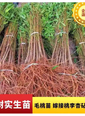 占地砧木用苗毛桃小苗毛桃树苗果树紫叶桃苗实生苗桃树李子嫁接用
