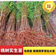 占地砧木用苗毛桃小苗毛桃树苗果树紫叶桃苗实生苗桃树李子嫁接用
