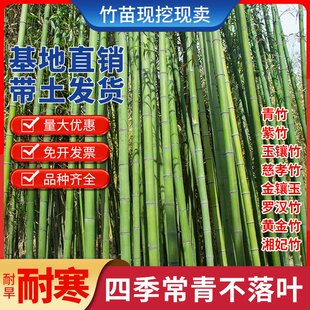 竹子苗盆栽庭院耐寒植物四季常青观赏矮化青竹树苗紫竹金镶玉竹苗