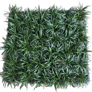 日本矮麦冬苗玉龙草盘苗耐寒四季常青常绿庭院绿化草坪细叶麦冬