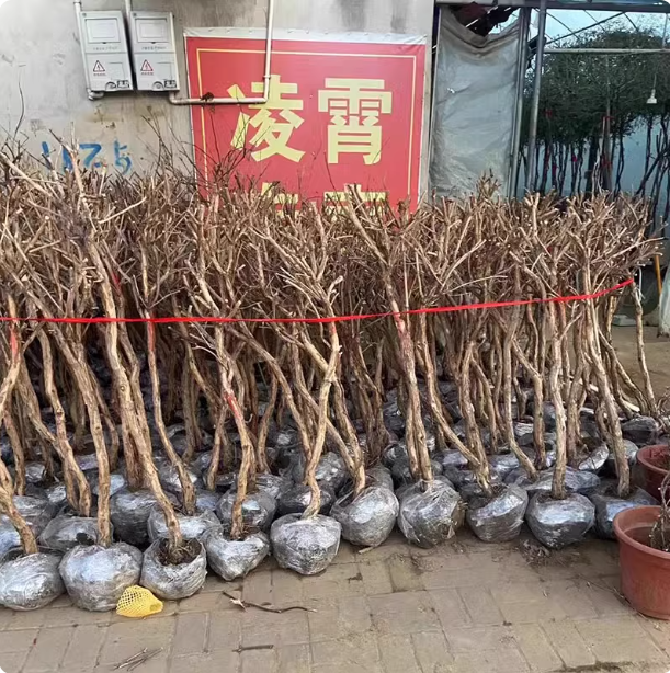 凌霄花苗爬藤植物夏季开花耐寒耐热炮仗花苗阳台庭院花植物凌霄花