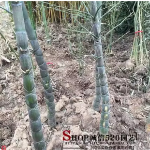 龟甲竹苗人面竹龙鳞竹佛面竹庭院别墅大型观赏竹子苗地栽盆栽