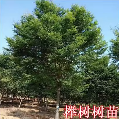 榉树苗朴树苗丛生朴树丛生榉树庭院别墅大型古树景观工程绿化苗木