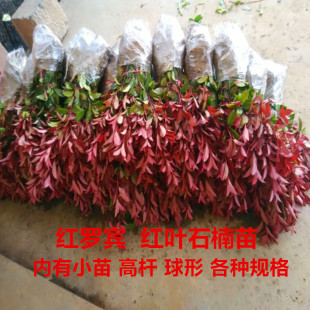 风景树花园植物红叶石楠树苗球地栽别墅绿化庭院盆栽绿篱四季常青