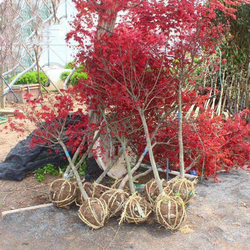 绿化苗木美国红枫树苗庭院盆栽日本红枫三季红红枫小苗红枫苗