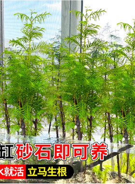 水杉水培树苗四季常青室内办公室阳台水杉鱼缸盆景好养水生植物