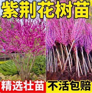 紫荆花树苗庭院室外种植物四季常青丛生老桩绿化园林风景树紫金花