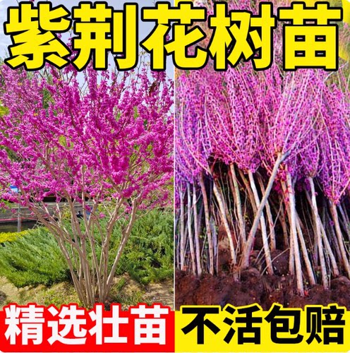 紫荆花树苗四季室外庭院开花