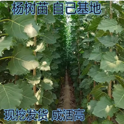 速生白杨树苗白杨小苗无絮杨扦插苗杨树条3804杨树苗绿化植物造林