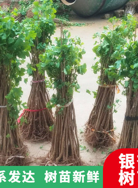 地栽种植庭院绿化树苗
