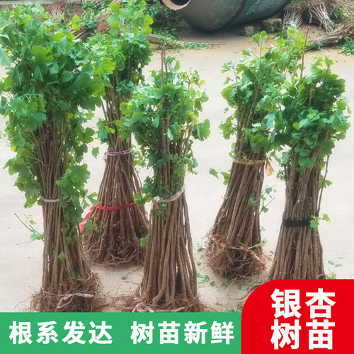 地栽种植庭院绿化树苗