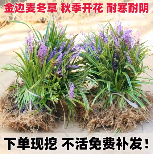 金边麦冬草苗玉龙草细叶麦冬日本矮麦冬草庭院绿化工程植物基地色