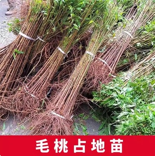 桃树实生苗毛桃苗桃树砧木苗未嫁接桃树苗桃树直生原生果树苗