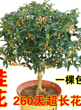 绿植树苗盆景浓香型嫁接桂花