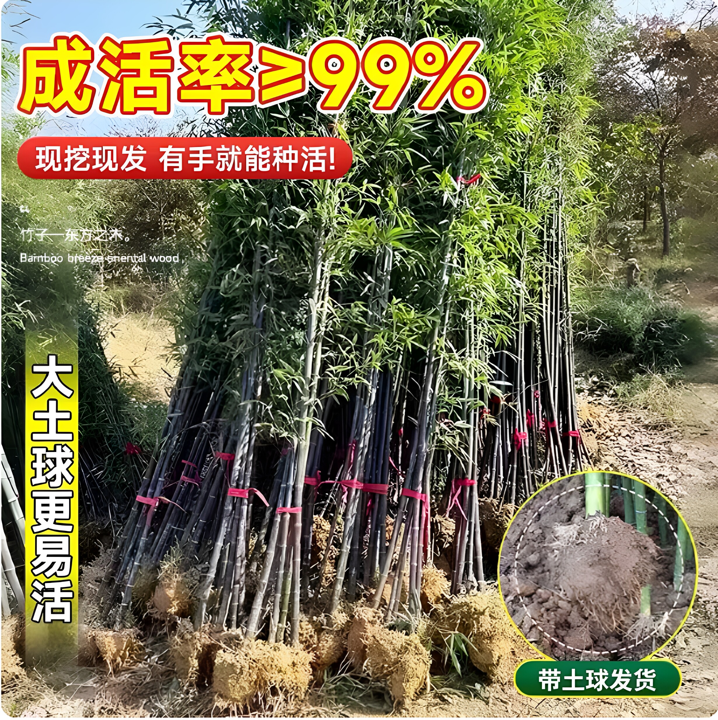 竹子苗庭院室内观赏盆栽毛竹黄金竹罗汉竹紫竹苗青竹带土四季包活