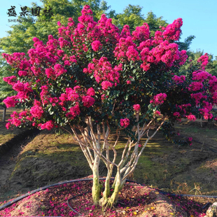 丛生紫薇树苗盆栽丛生紫薇花苗庭院绿化种植大型紫薇造型树风景树