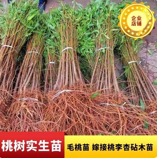 桃树实生苗桃苗桃树砧木苗未嫁接桃树苗桃树直生原生果树苗